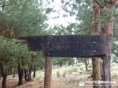 Senderismo Hayedo de Tejera Negra - Club Turismo Activo Madrid